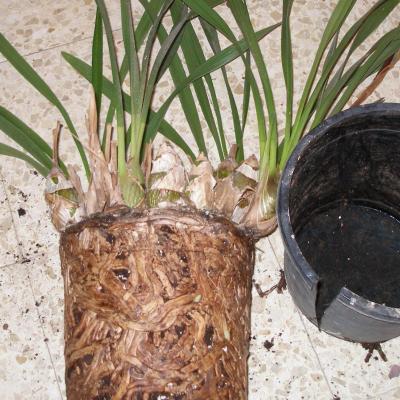 [Foto de planta, jardin, jardineria]