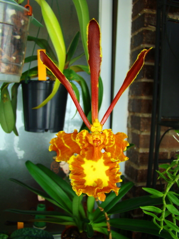[Foto de planta, jardin, jardineria]