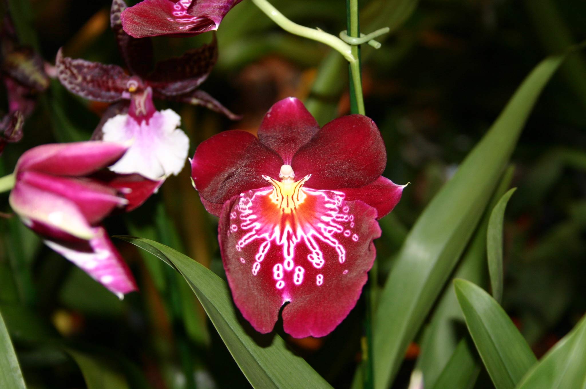 [Foto de planta, jardin, jardineria]