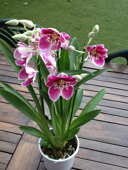[Foto de planta, jardin, jardineria]