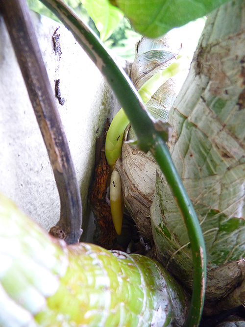 [Foto de planta, jardin, jardineria]