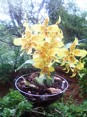 [Foto de planta, jardin, jardineria]