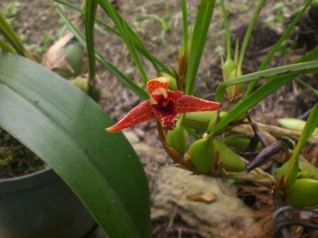 [Foto de planta, jardin, jardineria]