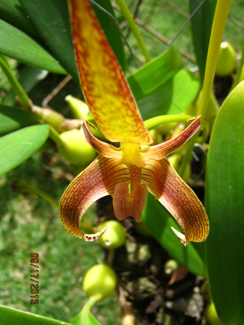 [Foto de planta, jardin, jardineria]