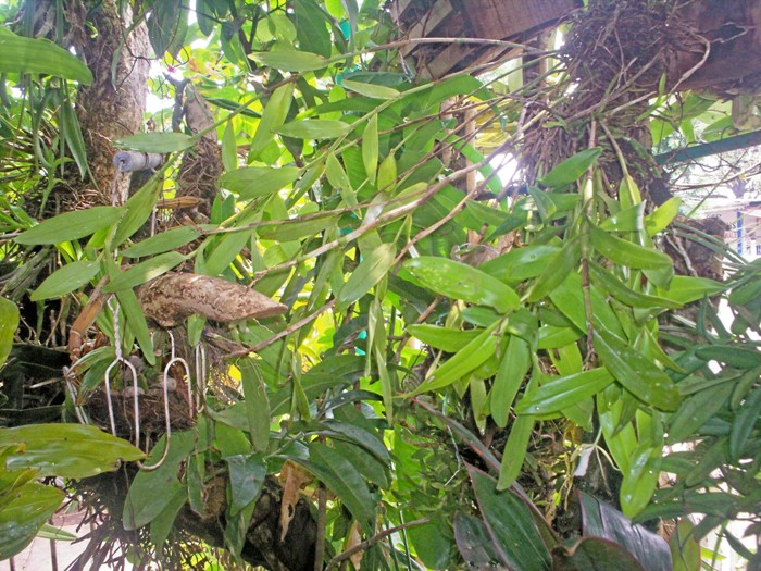 [Foto de planta, jardin, jardineria]