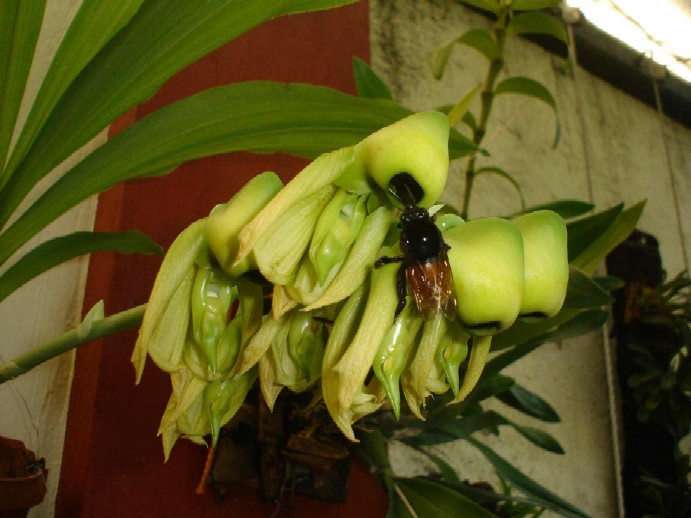 [Foto de planta, jardin, jardineria]