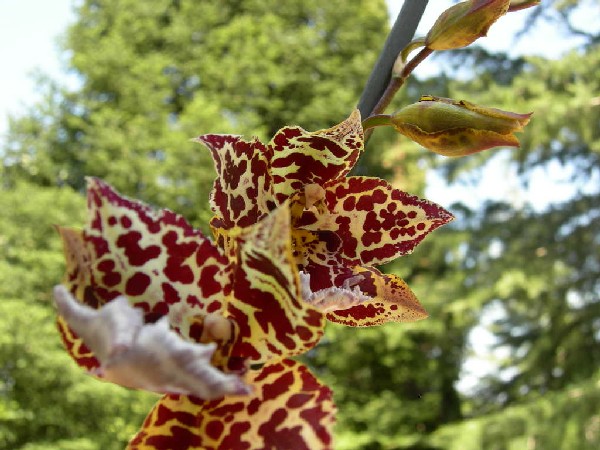 [Foto de planta, jardin, jardineria]