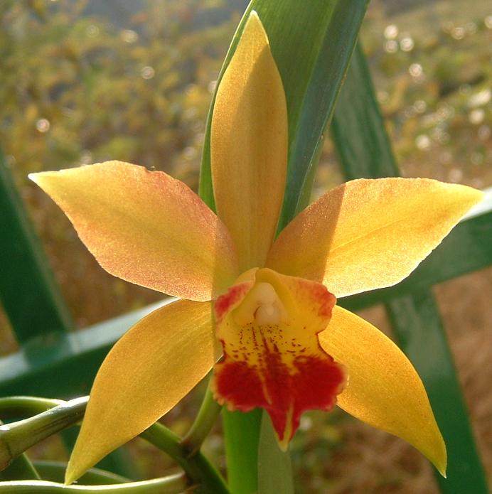 [Foto de planta, jardin, jardineria]