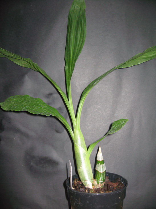 [Foto de planta, jardin, jardineria]