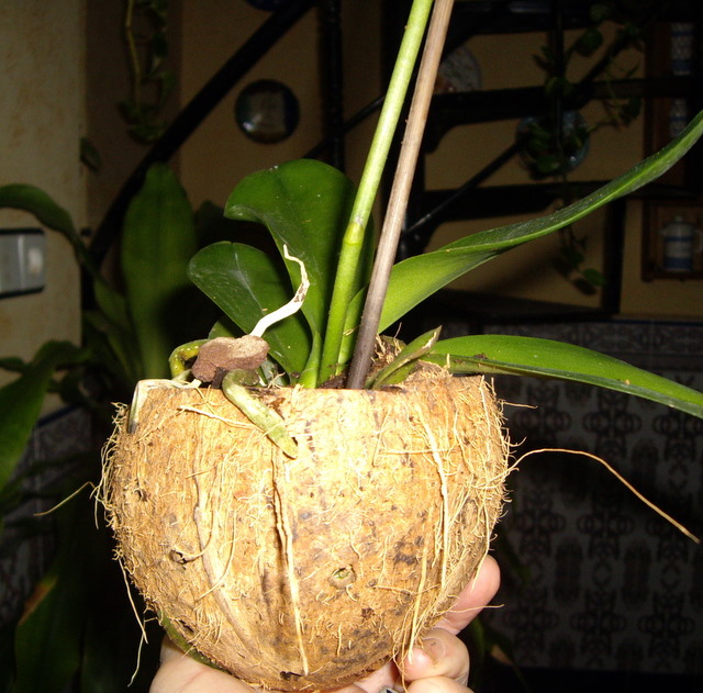 [Foto de planta, jardin, jardineria]