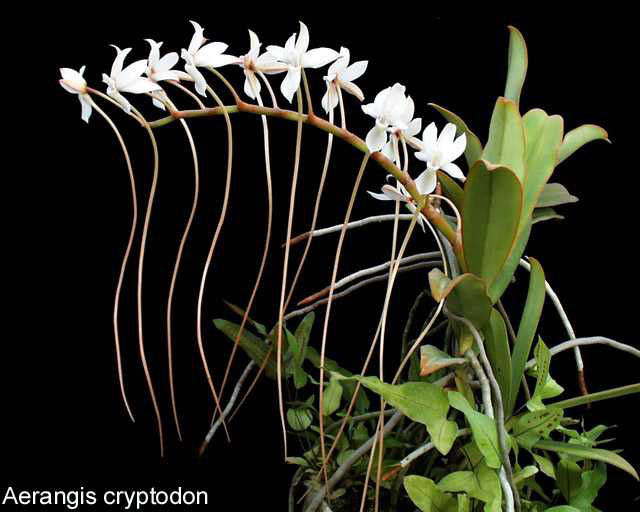 Polinización de orquídeas