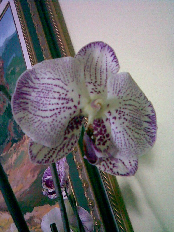 Polinización de orquídeas