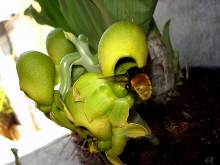 [Foto de planta, jardin, jardineria]