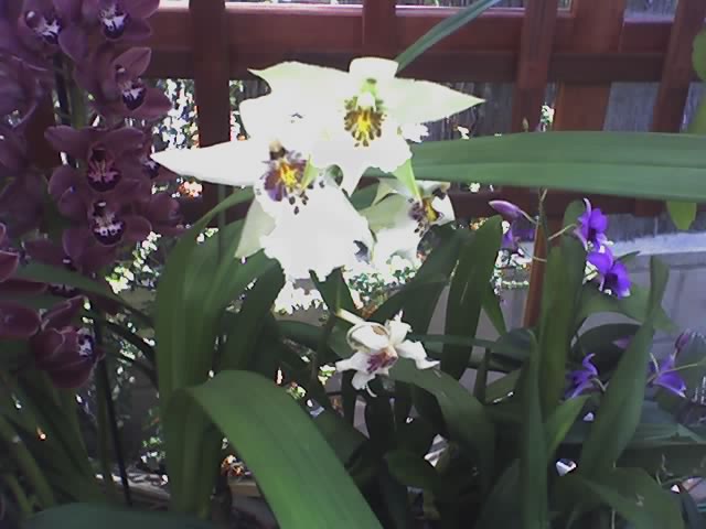 [Foto de planta, jardin, jardineria]