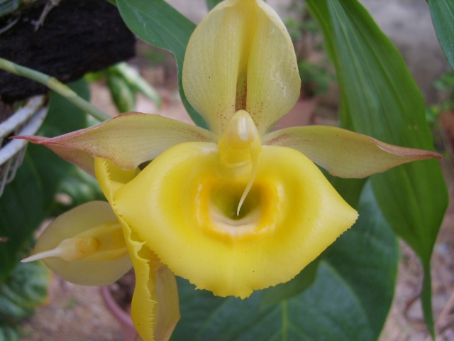 [Foto de planta, jardin, jardineria]