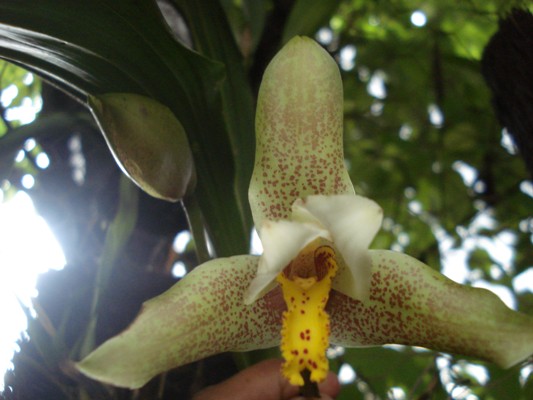 [Foto de planta, jardin, jardineria]