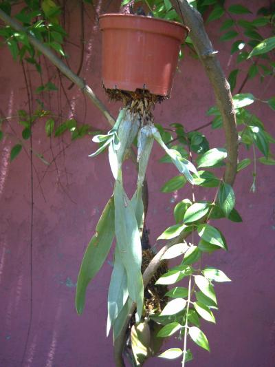 [Foto de planta, jardin, jardineria]