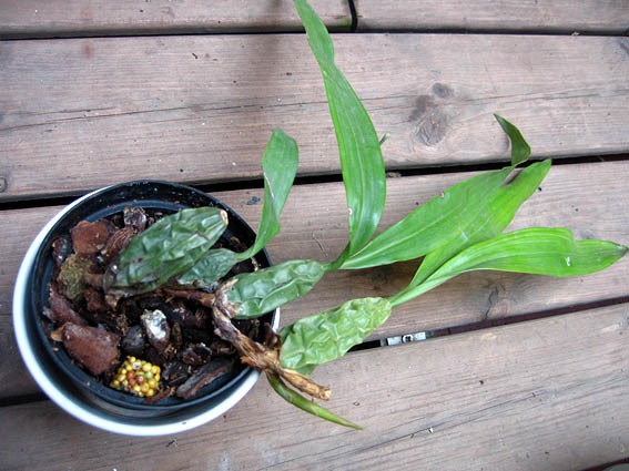 [Foto de planta, jardin, jardineria]