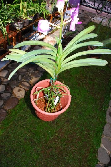 [Foto de planta, jardin, jardineria]