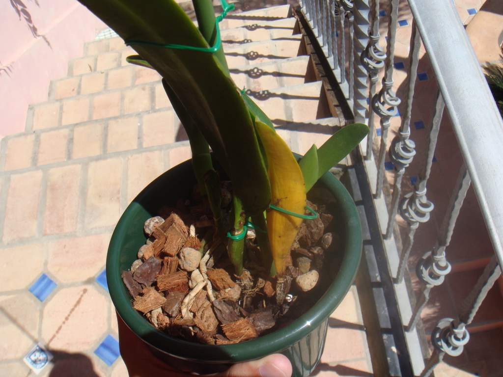[Foto de planta, jardin, jardineria]