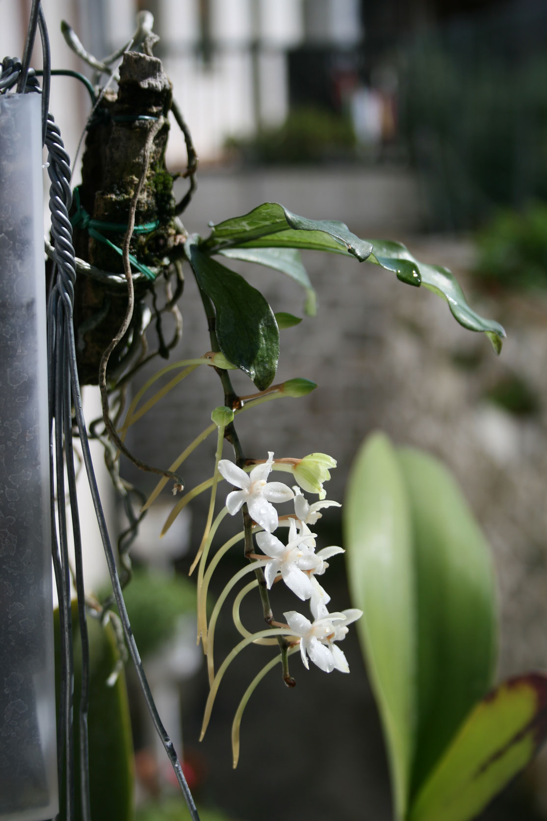 [Foto de planta, jardin, jardineria]