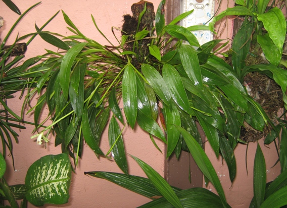 [Foto de planta, jardin, jardineria]