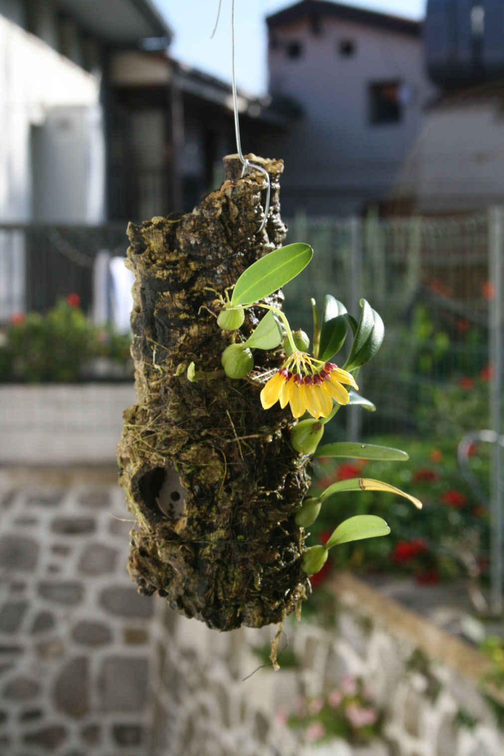 [Foto de planta, jardin, jardineria]