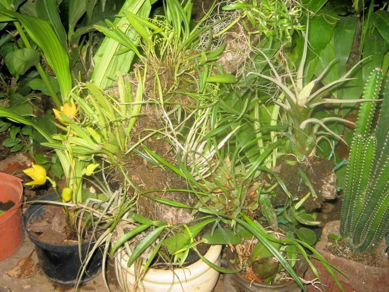 [Foto de planta, jardin, jardineria]