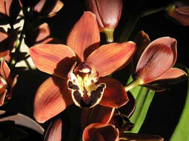 [Foto de planta, jardin, jardineria]