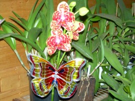 [Foto de planta, jardin, jardineria]