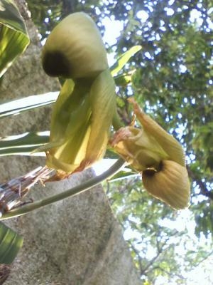 [Foto de planta, jardin, jardineria]