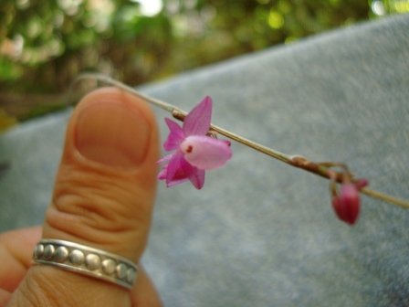 [Foto de planta, jardin, jardineria]