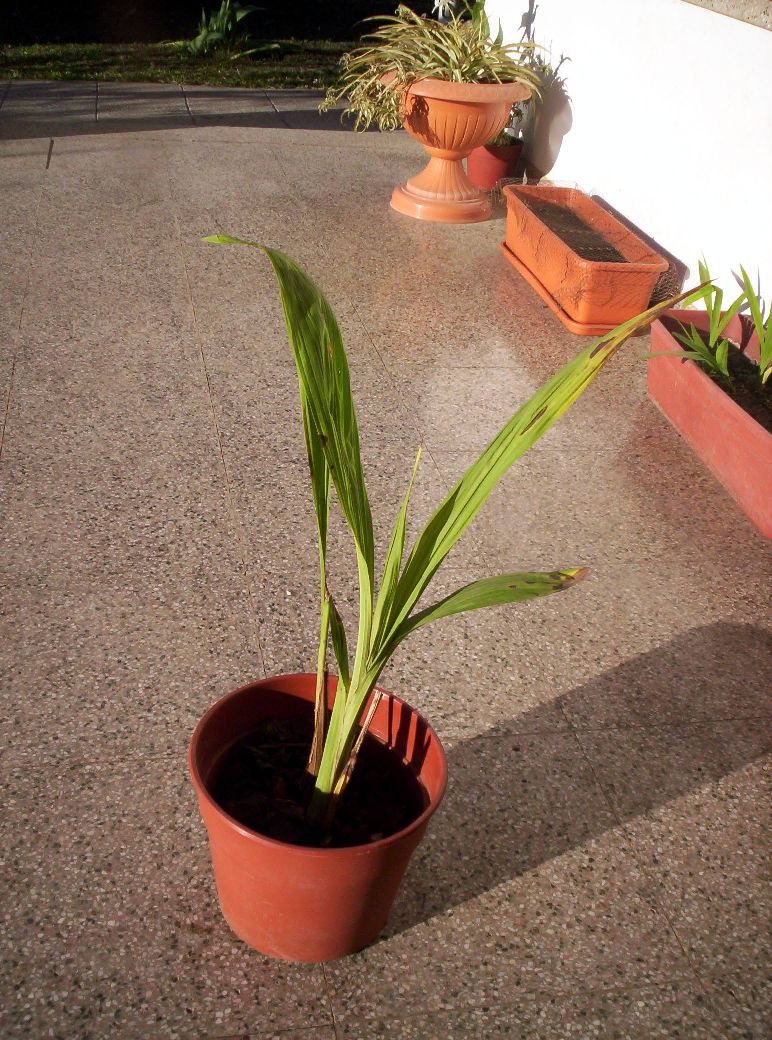 [Foto de planta, jardin, jardineria]