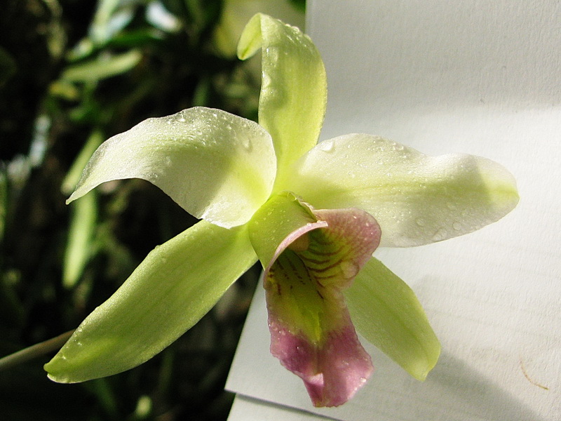 [Foto de planta, jardin, jardineria]