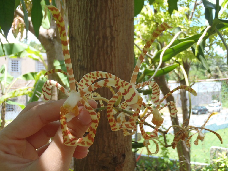 [Foto de planta, jardin, jardineria]