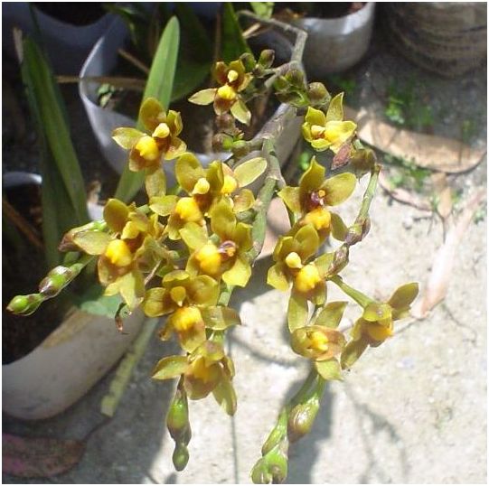[Foto de planta, jardin, jardineria]
