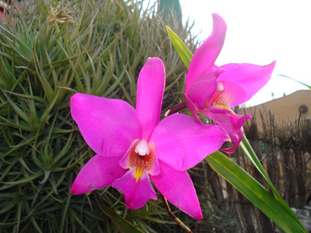 [Foto de planta, jardin, jardineria]