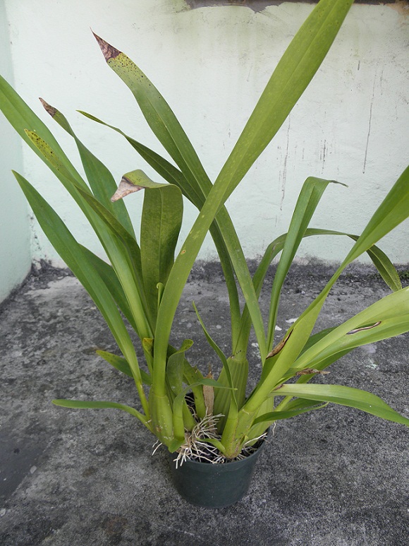 [Foto de planta, jardin, jardineria]