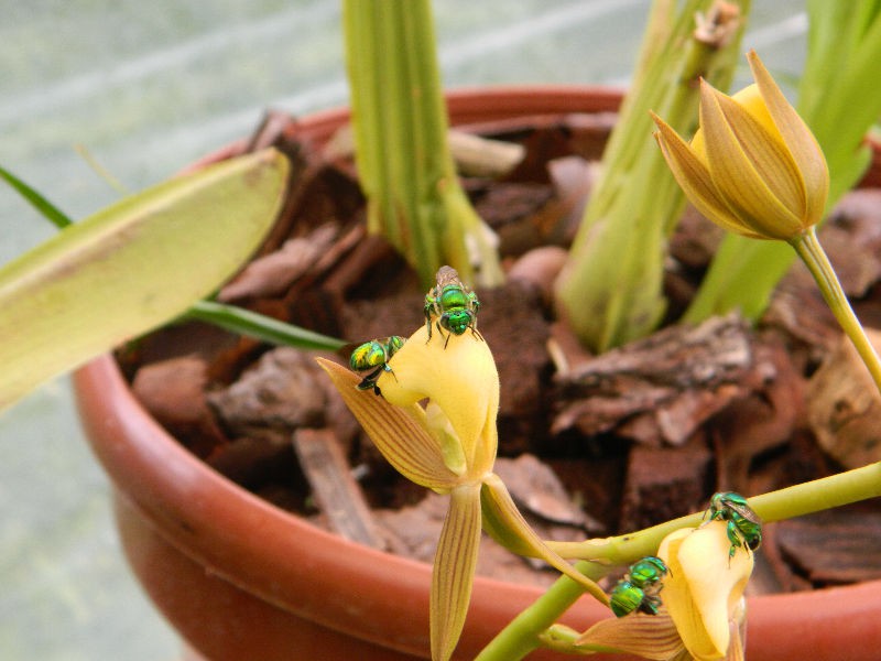 [Foto de planta, jardin, jardineria]