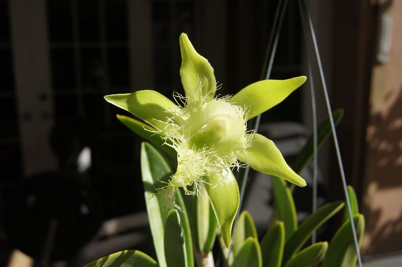 [Foto de planta, jardin, jardineria]