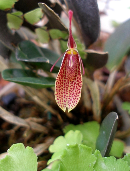 [Foto de planta, jardin, jardineria]