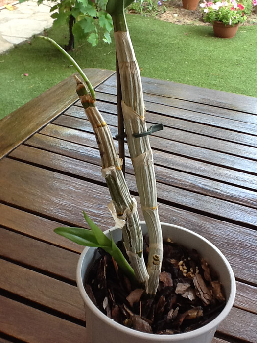 [Foto de planta, jardin, jardineria]