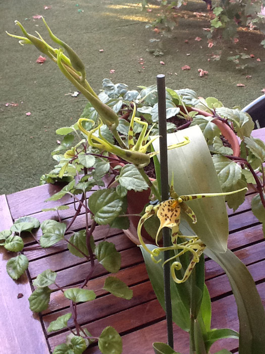 [Foto de planta, jardin, jardineria]
