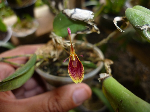 [Foto de planta, jardin, jardineria]