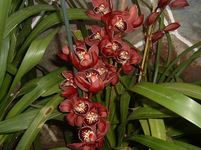 [Foto de planta, jardin, jardineria]