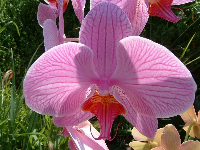 [Foto de planta, jardin, jardineria]