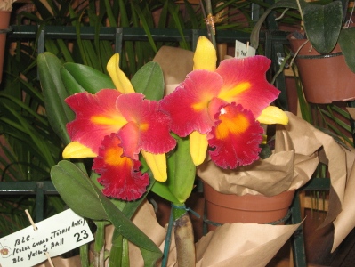 [Foto de planta, jardin, jardineria]