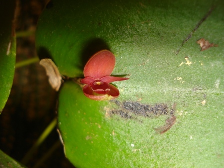 [Foto de planta, jardin, jardineria]