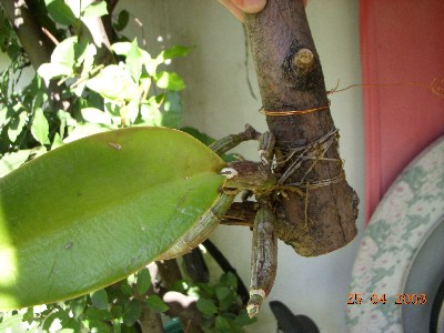 [Foto de planta, jardin, jardineria]