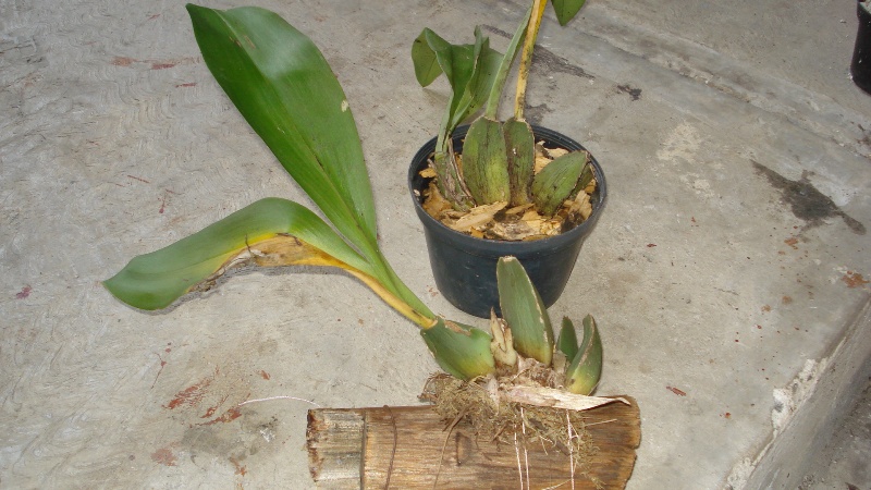 [Foto de planta, jardin, jardineria]